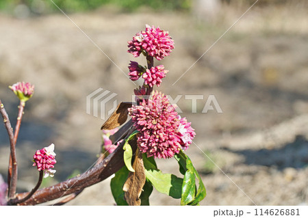 ジンチョウゲの花（冬、二月） 114626881