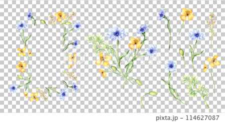Set with yellow and blue flowers watercolor illustration isolated on white background. Celandine and cornflower in sketch. Medicinal plant collection sketch hand drawn. Design for label, package 114627087