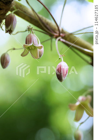 下向きに咲くハンショウヅルの花 114627185