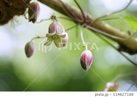 下向きに咲くハンショウヅルの花 114627186