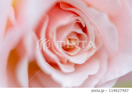 美しいピンクのバラの花 美しいピンクのバラの花 114627487