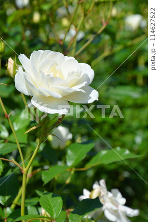 純白のバラ(品種:アイスバーグ) 純白のバラ(品種:アイスバーグ) 114627622