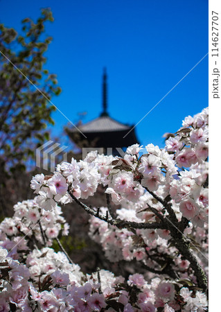 【京都風景】仁和寺　御室桜に五重塔はお似合い 114627707
