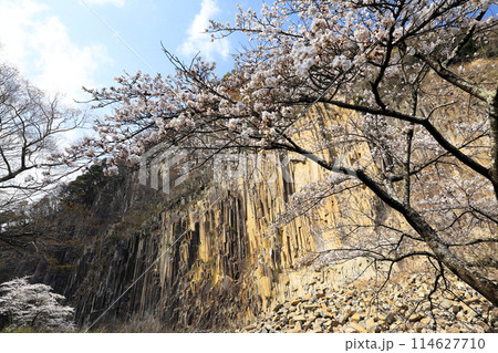 材木岩公園と桜 114627710