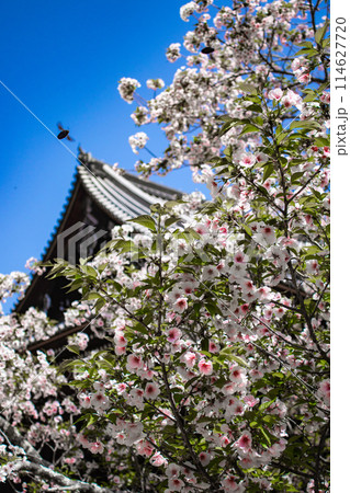 【京都風景】仁和寺　御室桜に五重塔はお似合い 114627720