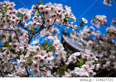 【京都風景】仁和寺 御室桜に五重塔はお似合い 【京都風景】仁和寺 御室桜に五重塔はお似合い 114627725