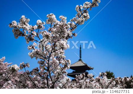 【京都風景】仁和寺　御室桜に五重塔はお似合い 114627731