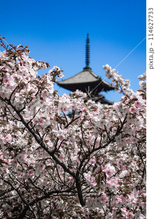 【京都風景】仁和寺　御室桜に五重塔はお似合い 114627733