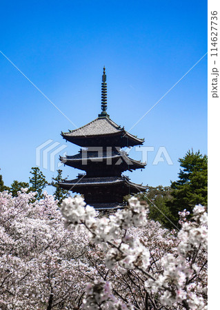【京都風景】仁和寺 御室桜に五重塔はお似合い 【京都風景】仁和寺 御室桜に五重塔はお似合い 114627736
