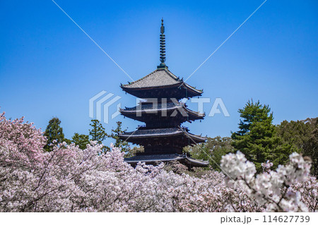 【京都風景】仁和寺　御室桜に五重塔はお似合い 114627739