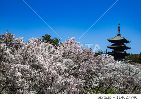 【京都風景】仁和寺　御室桜に五重塔はお似合い 114627740