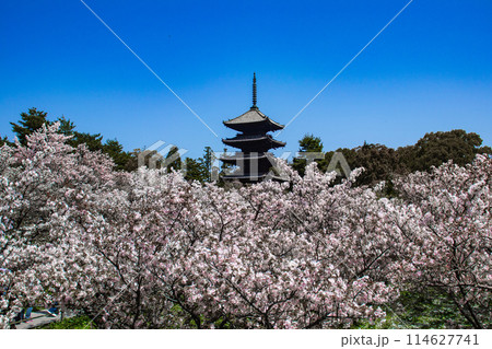 【京都風景】仁和寺 御室桜に五重塔はお似合い 【京都風景】仁和寺 御室桜に五重塔はお似合い 114627741