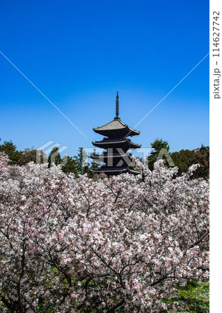 【京都風景】仁和寺 御室桜に五重塔はお似合い 【京都風景】仁和寺 御室桜に五重塔はお似合い 114627742
