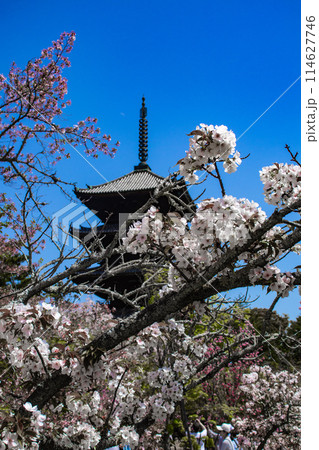 【京都風景】仁和寺 御室桜に五重塔はお似合い 【京都風景】仁和寺 御室桜に五重塔はお似合い 114627746