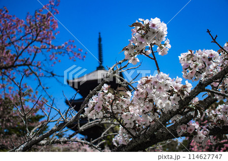 【京都風景】仁和寺 御室桜に五重塔はお似合い 【京都風景】仁和寺 御室桜に五重塔はお似合い 114627747