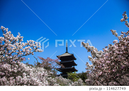 【京都風景】仁和寺 御室桜に五重塔はお似合い 【京都風景】仁和寺 御室桜に五重塔はお似合い 114627749