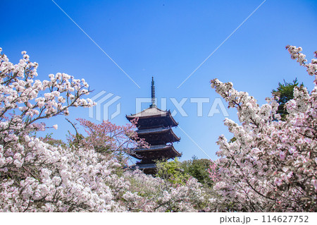 【京都風景】仁和寺　御室桜に五重塔はお似合い 114627752