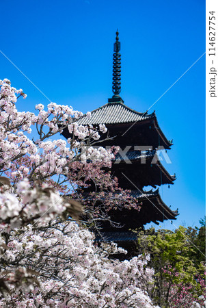 【京都風景】仁和寺　御室桜に五重塔はお似合い 114627754