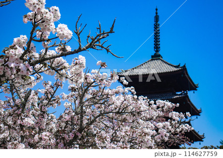 【京都風景】仁和寺 御室桜に五重塔はお似合い 【京都風景】仁和寺 御室桜に五重塔はお似合い 114627759