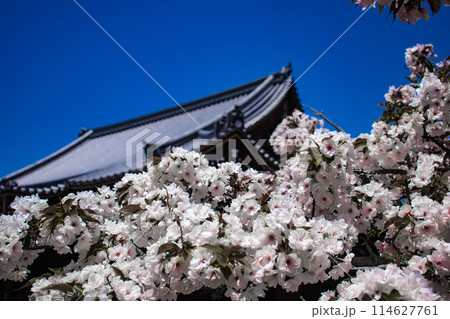 【京都風景】仁和寺　御室桜に五重塔はお似合い 114627761