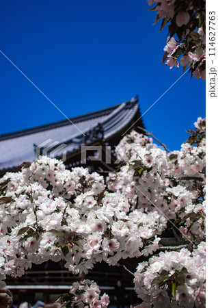 【京都風景】仁和寺　御室桜に五重塔はお似合い 114627763