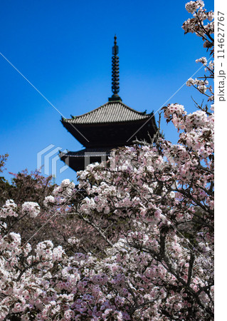 【京都風景】仁和寺 御室桜に五重塔はお似合い 【京都風景】仁和寺 御室桜に五重塔はお似合い 114627767