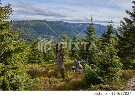 Hiking in mountains, spruce trees Hiking in mountains, spruce trees 114627824