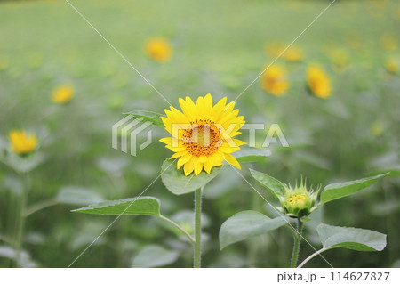 ひまわり畑に咲く可愛いヒマワリ 114627827