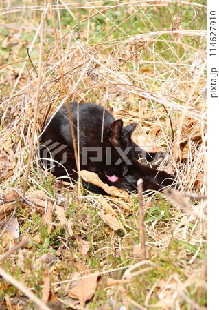 里山の枯れた草むらの中で毛ずくろいをする黒い野良猫 里山の枯れた草むらの中で毛ずくろいをする黒い野良猫 114627910