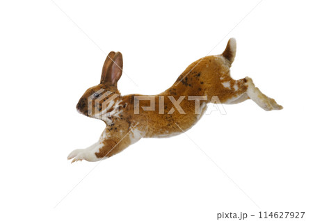 brown rabbit jump isolated on a white background 114627927
