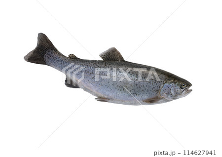 trout isolated on white background 114627941