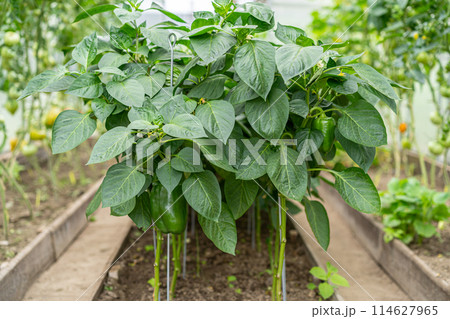 Greenhouse with seedlings of tomatoes, peppers. Tomatoes, peppers growing in modern polycarbonate greenhouse. 114627965