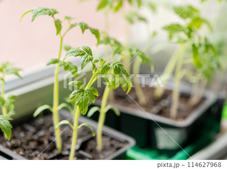 Tomato seedlings in plastic containers. Seedlings of small tomatoes. Growing vegetables on the window.Home planting. Tomato seedlings in plastic containers. Seedlings of small tomatoes. Growing vegetables on the window.Home planting. 114627968
