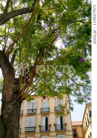 Green parrot sitting on tree branch. Closeup shot of monk parakeet sits on a fresh leaves of green tree. Birdwatching concept 114627972