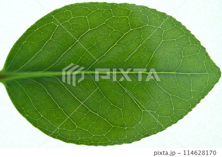 ヤブツバキ(藪椿)の若葉と葉脈 ヤブツバキ(藪椿)の若葉と葉脈 114628170