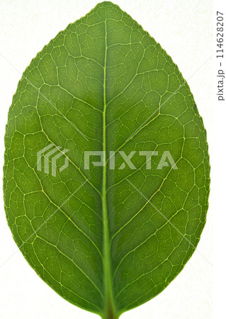 ヤブツバキ(藪椿)の若葉と葉脈 ヤブツバキ(藪椿)の若葉と葉脈 114628207