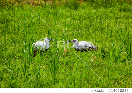トキの森公園 トキの森公園 114628255