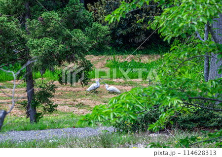 トキの森公園 114628313