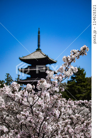 【京都風景】仁和寺　御室桜に五重塔はお似合い 114628321