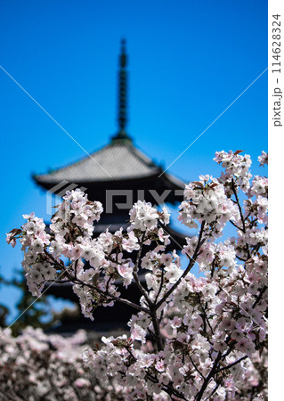 【京都風景】仁和寺　御室桜に五重塔はお似合い 114628324