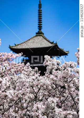 【京都風景】仁和寺 御室桜に五重塔はお似合い 【京都風景】仁和寺 御室桜に五重塔はお似合い 114628327