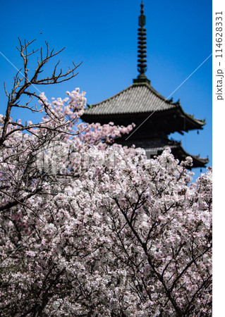 【京都風景】仁和寺　御室桜に五重塔はお似合い 114628331