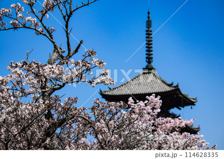 【京都風景】仁和寺 御室桜に五重塔はお似合い 【京都風景】仁和寺 御室桜に五重塔はお似合い 114628335