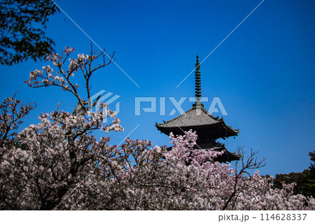 【京都風景】仁和寺　御室桜に五重塔はお似合い 114628337