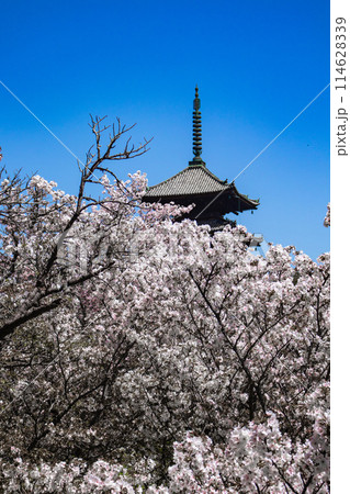【京都風景】仁和寺 御室桜に五重塔はお似合い 【京都風景】仁和寺 御室桜に五重塔はお似合い 114628339