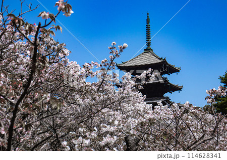 【京都風景】仁和寺 御室桜に五重塔はお似合い 【京都風景】仁和寺 御室桜に五重塔はお似合い 114628341