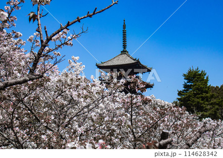 【京都風景】仁和寺　御室桜に五重塔はお似合い 114628342