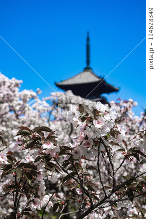 【京都風景】仁和寺 御室桜に五重塔はお似合い 【京都風景】仁和寺 御室桜に五重塔はお似合い 114628349