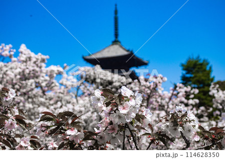 【京都風景】仁和寺　御室桜に五重塔はお似合い 114628350