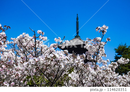 【京都風景】仁和寺 御室桜に五重塔はお似合い 【京都風景】仁和寺 御室桜に五重塔はお似合い 114628351